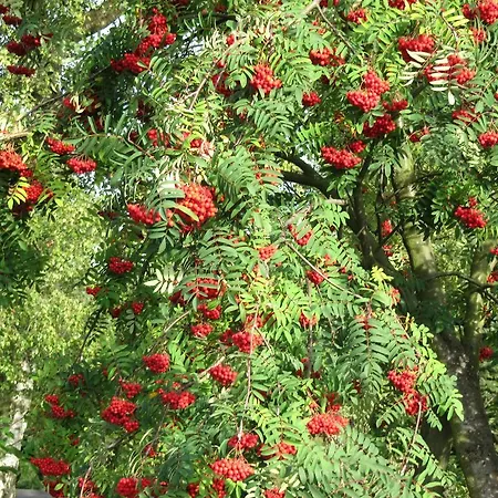 Szálloda Seiffener Hof 3*