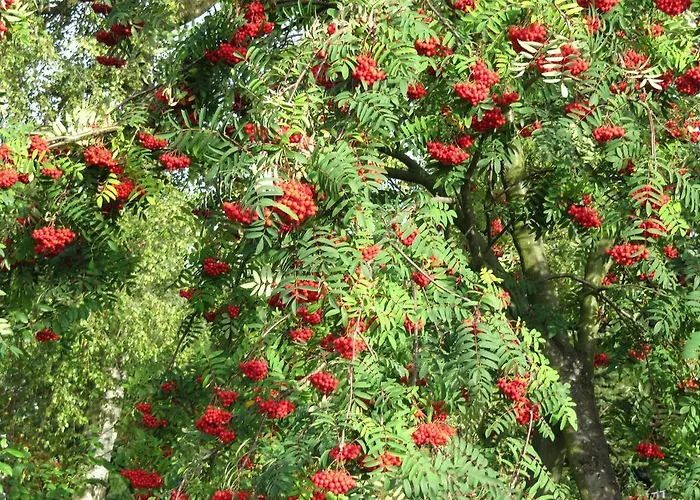 فندق Seiffener Hof 3*